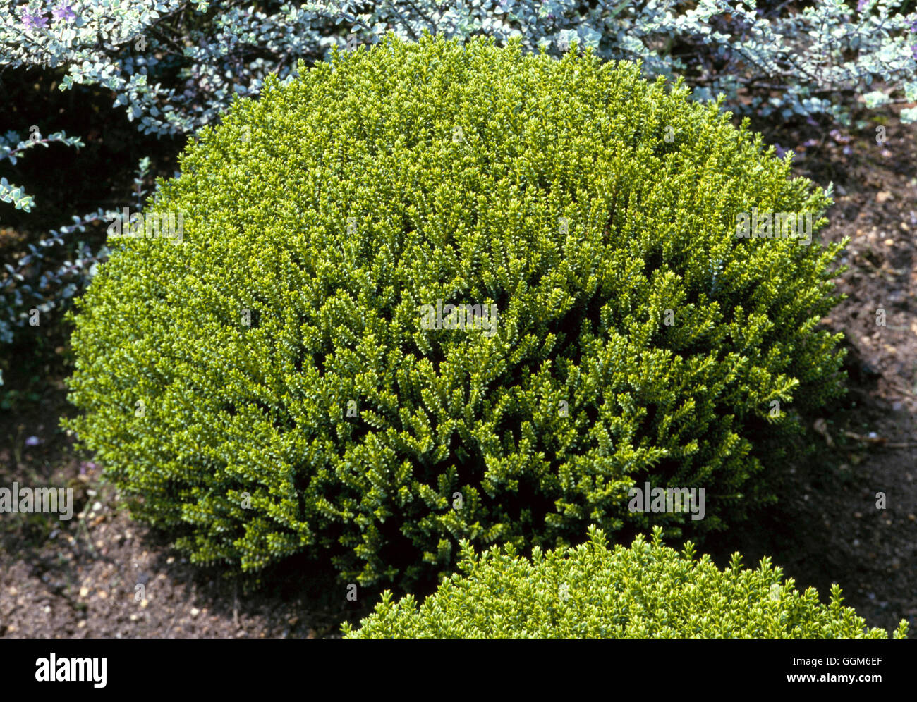 Hebe - `Emerald Green' AGM   TRS001845 Stock Photo